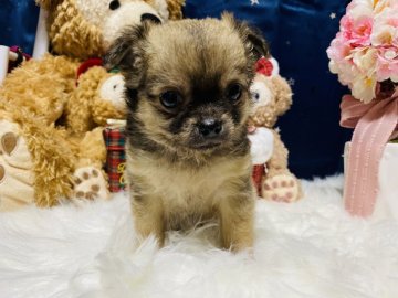 チワワ(ロング)【兵庫県・男の子・2020年3月4日・フォーン】の写真「ドワーフタイプの可愛い男の子」