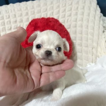 チワワ(ロング)【兵庫県・女の子・2023年1月30日・ホワイト&クリーム】の写真「可愛いお顔の女の子」