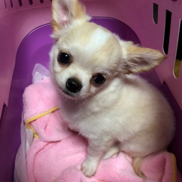 チワワ(ロング)【兵庫県・男の子・2017年8月25日・クリーム】の写真「お鼻の短いまんまるお目々の可愛いBOY」