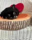 チワワ(ロング)【兵庫県・男の子・2024年7月25日・ブラックタン】の写真4