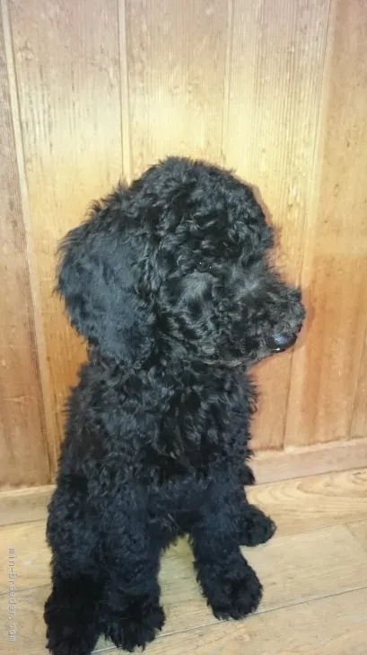 ID:1703-01346の子犬