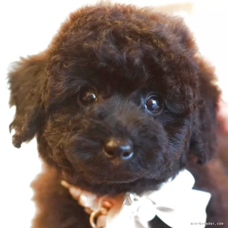 ID：2506-01109の子犬