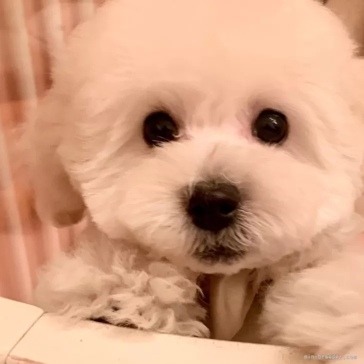 K.H 様のお迎えした子犬