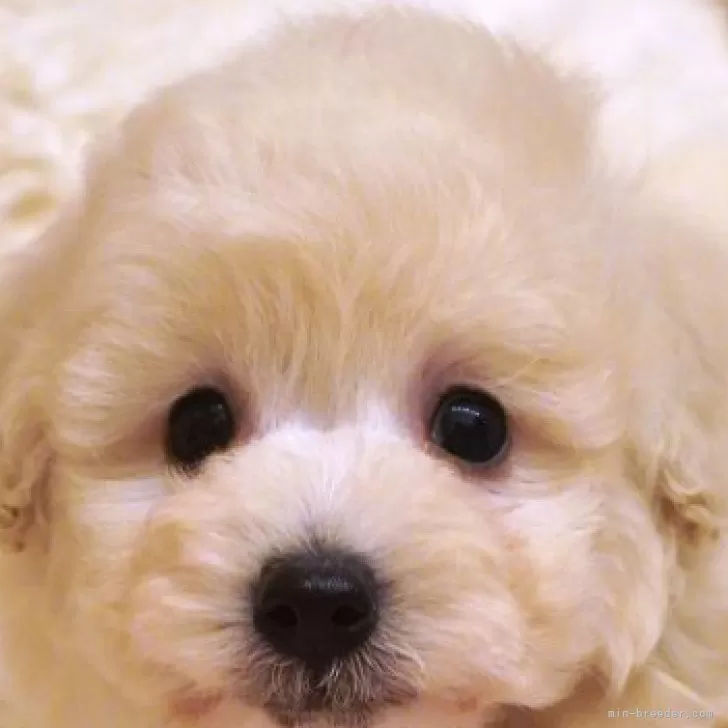 みー 様のお迎えした子犬