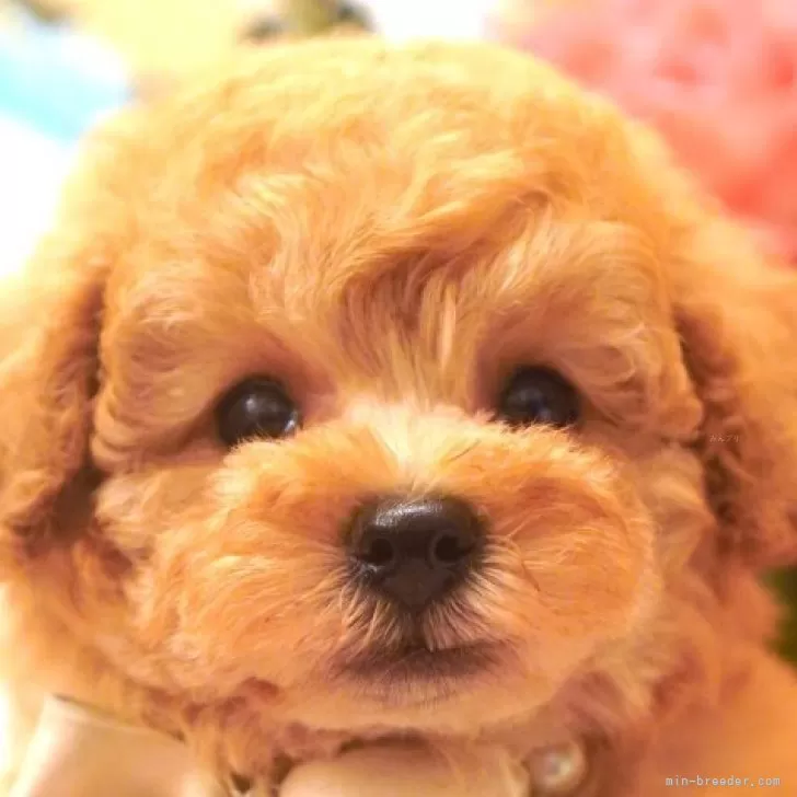 ID:2508-03190の子犬