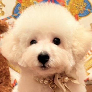 トイプードル(トイ)【大阪府・男の子・2025年7月3日・ホワイト】の写真「遺伝子3項目発症なし！元気いっぱいで可愛い男の子♪」