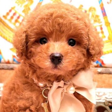 トイプードル(タイニー)【大阪府・男の子・2025年8月31日・レッドフォーン  (レッド)】の写真「遺伝子3項目発症なし！チャンピオン血筋の可愛い僕」