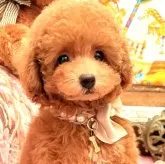 タイニープードル