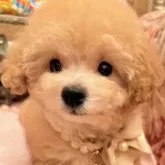 タイニープードル