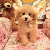 タイニープードル【大阪府・女の子・2025年7月1日・オレンジフォーン  (アプリコット)】の写真3