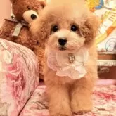 タイニープードル【大阪府・女の子・2025年7月1日・オレンジフォーン  (アプリコット)】の写真4