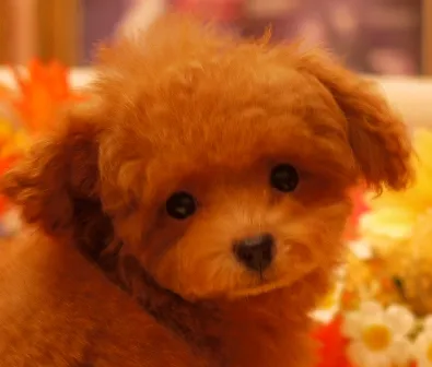ID：1609-02070の子犬
