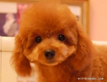 ID:1510-01380の子犬