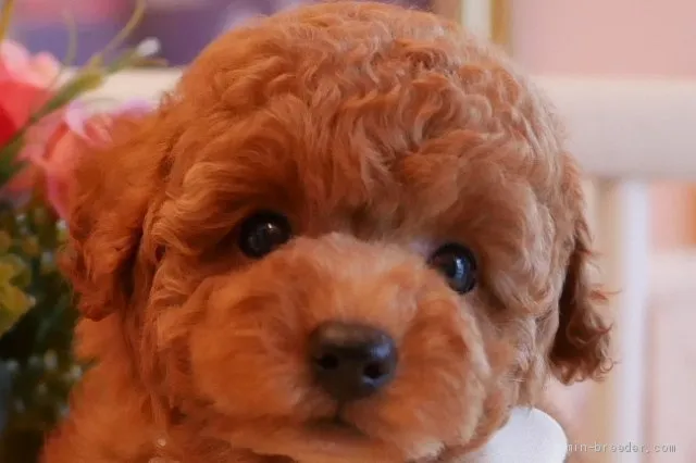 ID:2009-00470の子犬