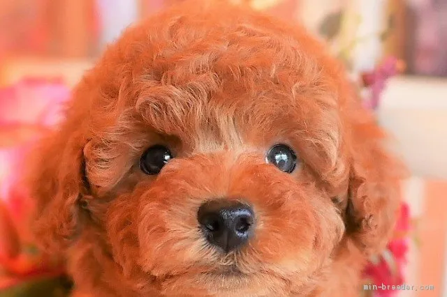 ID:2104-00324の子犬