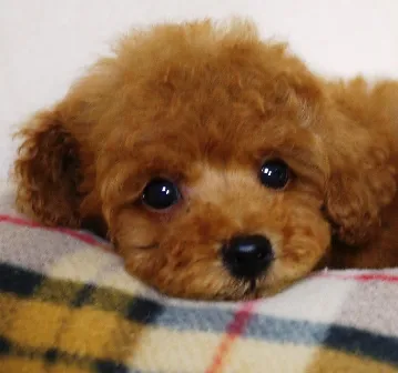 ID：1610-00572の子犬