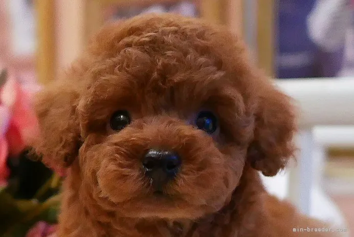 ID：1902-01556の子犬