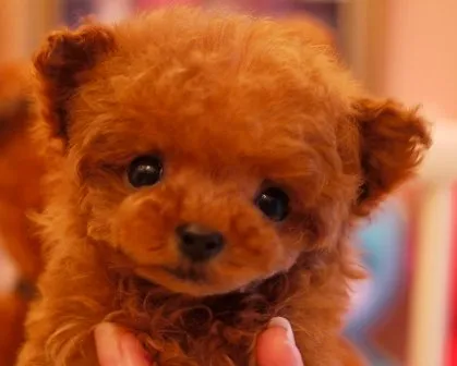 ID：1412-01206の子犬