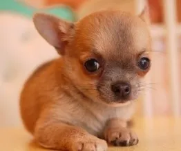 ID:1405-00225の子犬