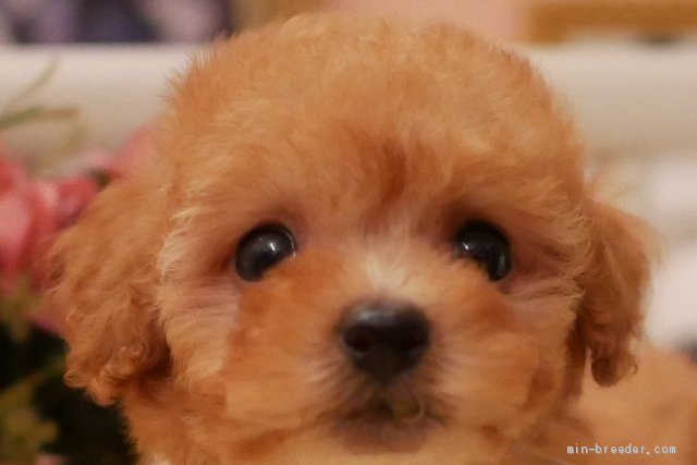 最も人気のある ティー カップ 可愛い 犬 トイ プードル ただかわいい犬