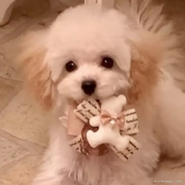 S.Y 様のお迎えした子犬