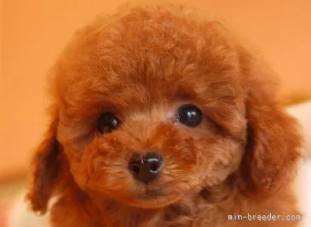 ID：1603-00085の子犬