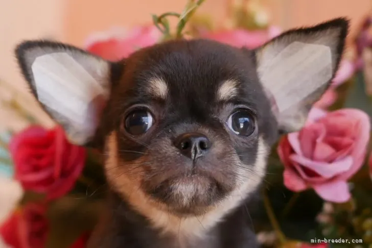 ゆこぴ 様のお迎えした子犬