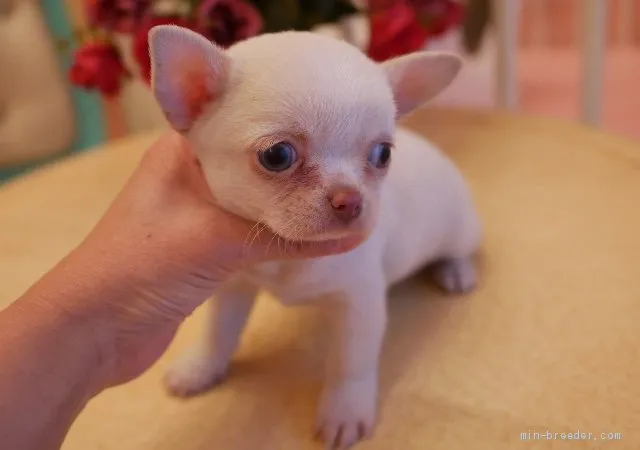 ID：1904-01456の子犬