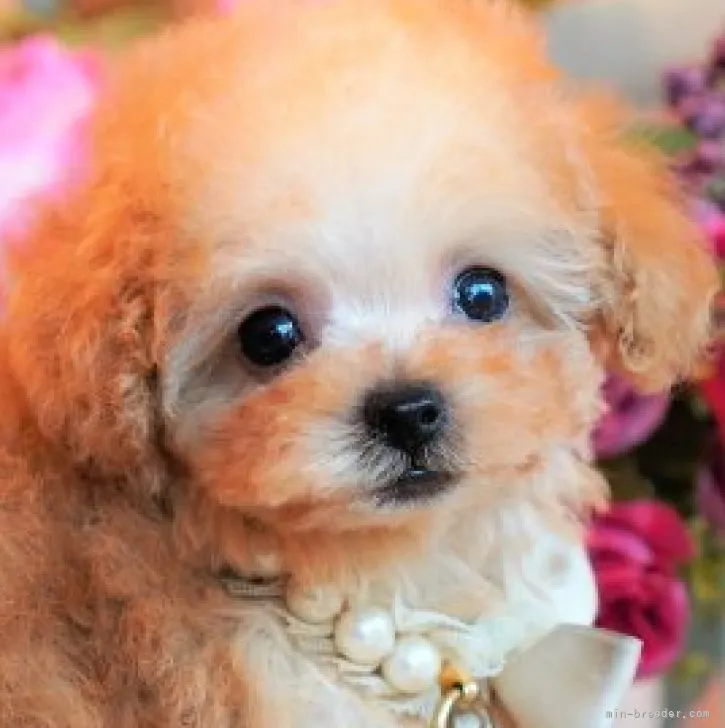 shin 様のお迎えした子犬