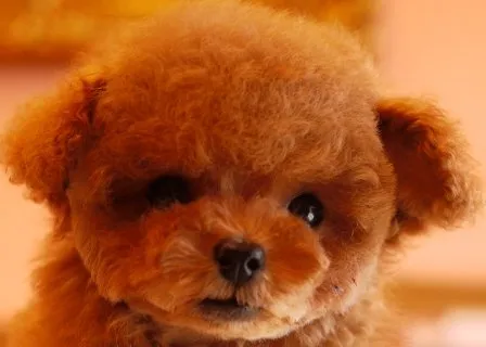 ID：1502-00218の子犬