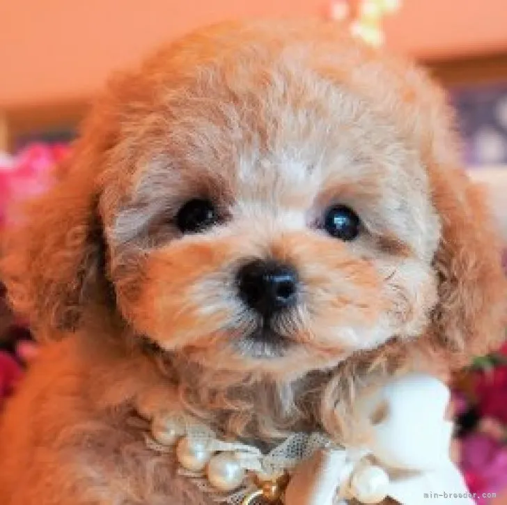 ID：2309-04151の子犬