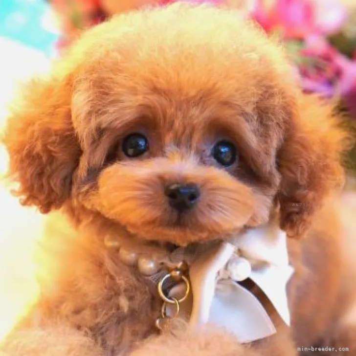 ID：2308-06513の子犬