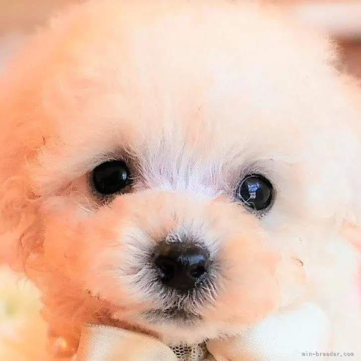 S.M 様のお迎えした子犬