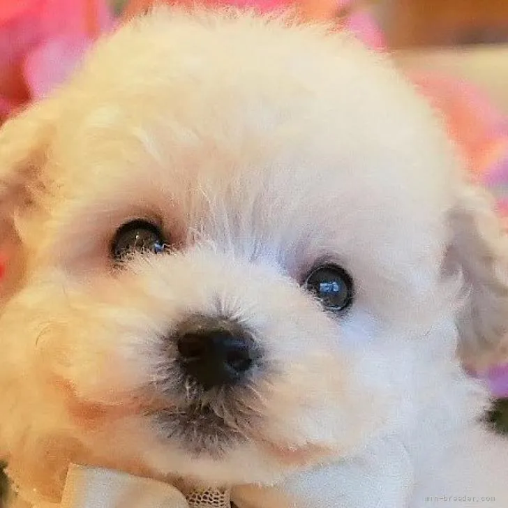 パール 様のお迎えした子犬