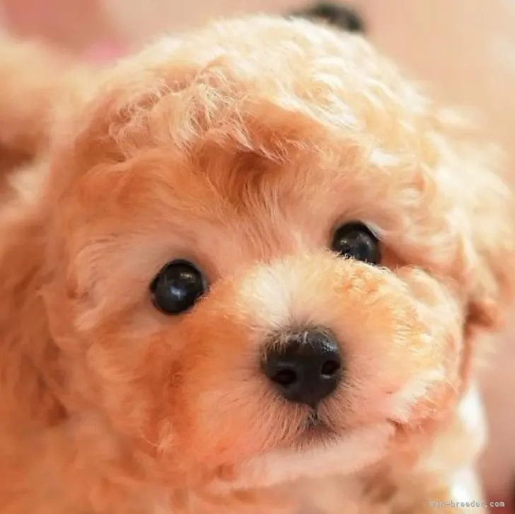 ID：2207-00603の子犬