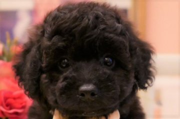 トイプードル(トイ)【大阪府・男の子・2019年7月11日・ブラック】の写真「PRA発症致しません。お顔の可愛いデカぷー君♪」