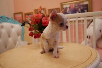 チワワ(スムース)【大阪府・女の子・2019年6月11日・ブルーフォーン&ホワイト】の写真「お顔の可愛いブルーフォーン女の子♪」
