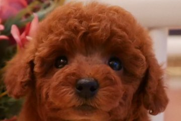 トイプードル(トイ)【大阪府・女の子・2019年3月7日・レッド】の写真「PRA発症致しません。お顔の可愛い女の子です」