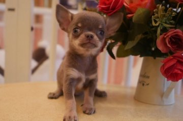 チワワ(スムース)【大阪府・女の子・2019年6月5日・イザベラタン&クリーム】の写真「お顔の可愛いイザベラタン女の子♪」