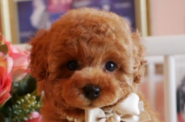 トイプードル(トイ)【大阪府・女の子・2019年6月13日・レッド】の写真「PRA発症致しません。お顔の可愛い女の子ちゃん♪」