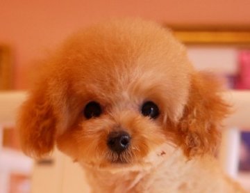 トイプードル(ティーカップ)【大阪府・女の子・2015年1月6日・アプリコット】の写真「成犬時１．２キロ予想・血統優秀です」