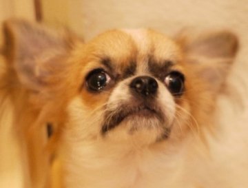 チワワ(ロング)【大阪府・男の子・2015年5月29日・フォーン&ホワイト】の写真「おっとりした性格の可愛い僕！」