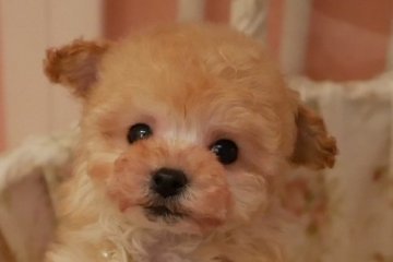 トイプードル(ティーカップ)【大阪府・男の子・2018年12月3日・アプリコット】の写真「PRA発症致しません。小振りでお顔の可愛い僕です」
