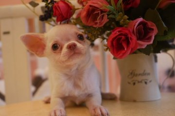 チワワ(スムース)【大阪府・男の子・2019年6月5日・クリーム&ホワイト】の写真「ムニュッとしたお鼻がチャームポイント可愛い僕です♪」