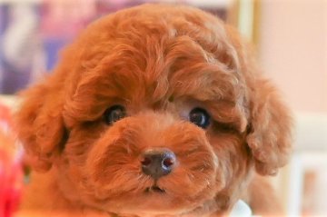 トイプードル(トイ)【大阪府・女の子・2020年7月15日・レッド】の写真「PRA発症致しません。お顔の可愛い女の子♪」