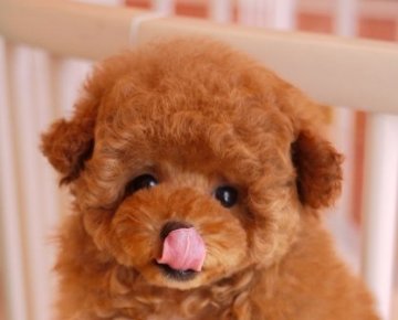 トイプードル(ティーカップ)【大阪府・女の子・2015年1月17日・レッド】の写真「血統優秀でスタイル毛量抜群です」