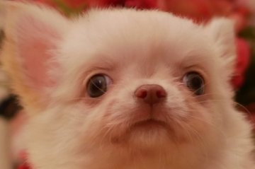 チワワ(ロング)【大阪府・女の子・2019年7月29日・クリーム&ホワイト】の写真「子猫のように可愛い女の子♪」