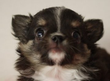 チワワ(ロング)【大阪府・男の子・2015年2月13日・ブラック タン & ホワイト】の写真「お顔の短い可愛い男の子です」