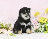 豆柴【千葉県・男の子・2025年1月27日・黒】の写真11