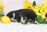 柴犬(標準サイズ)【千葉県・女の子・2025年6月30日・黒】の写真12